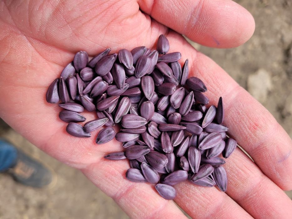 Продаю насіння соняшника Pioneer