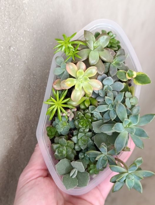 Сукуленти кімнатні