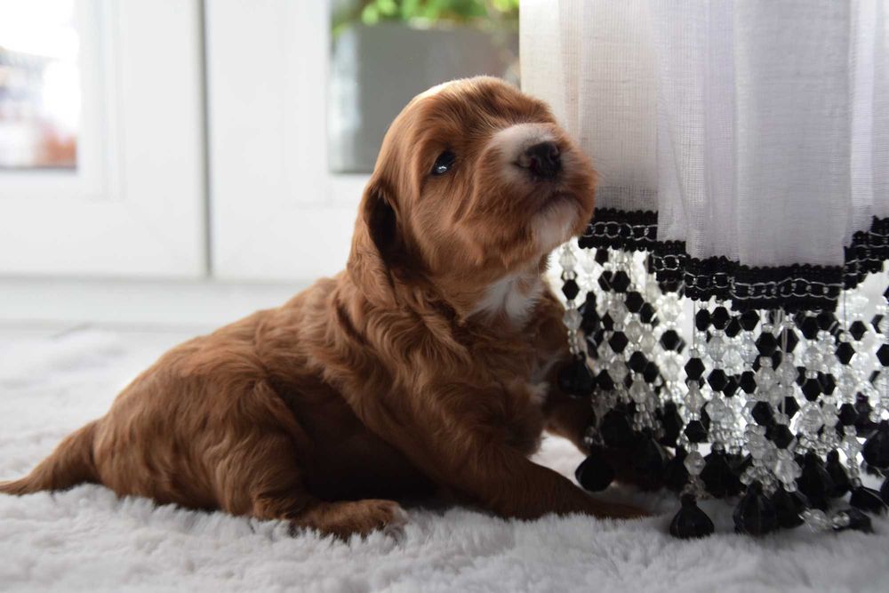 Cockapoo F1 Suczka