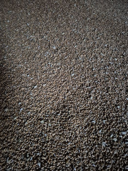 Продам пшеницю 2025р.