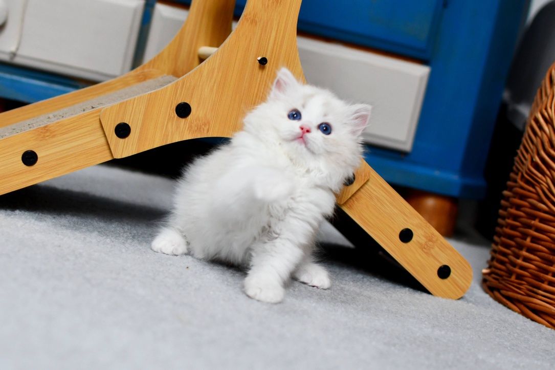 Przepiękna koteczka ragdoll seal torbie bicolor