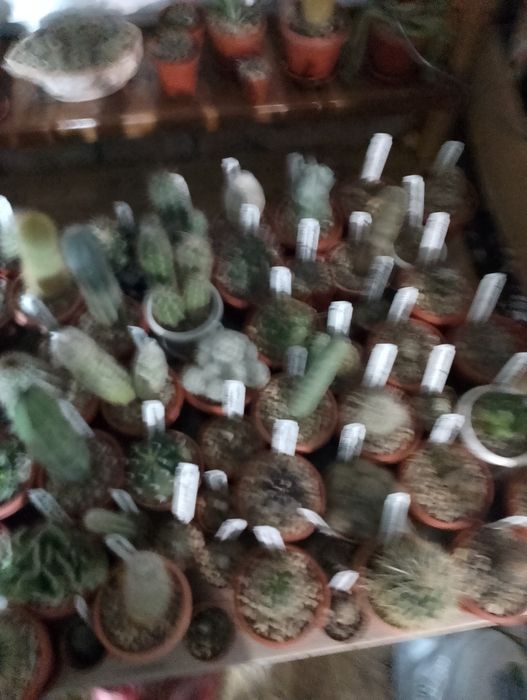 Продам разные кактусы