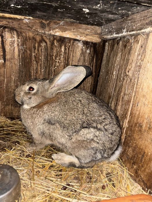 Sprzedam samice zakoconą