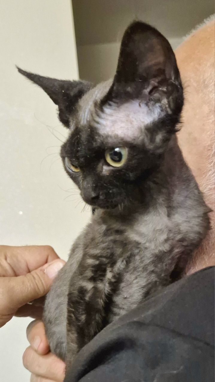 Devon Rex Pestka czarna dziewczynka