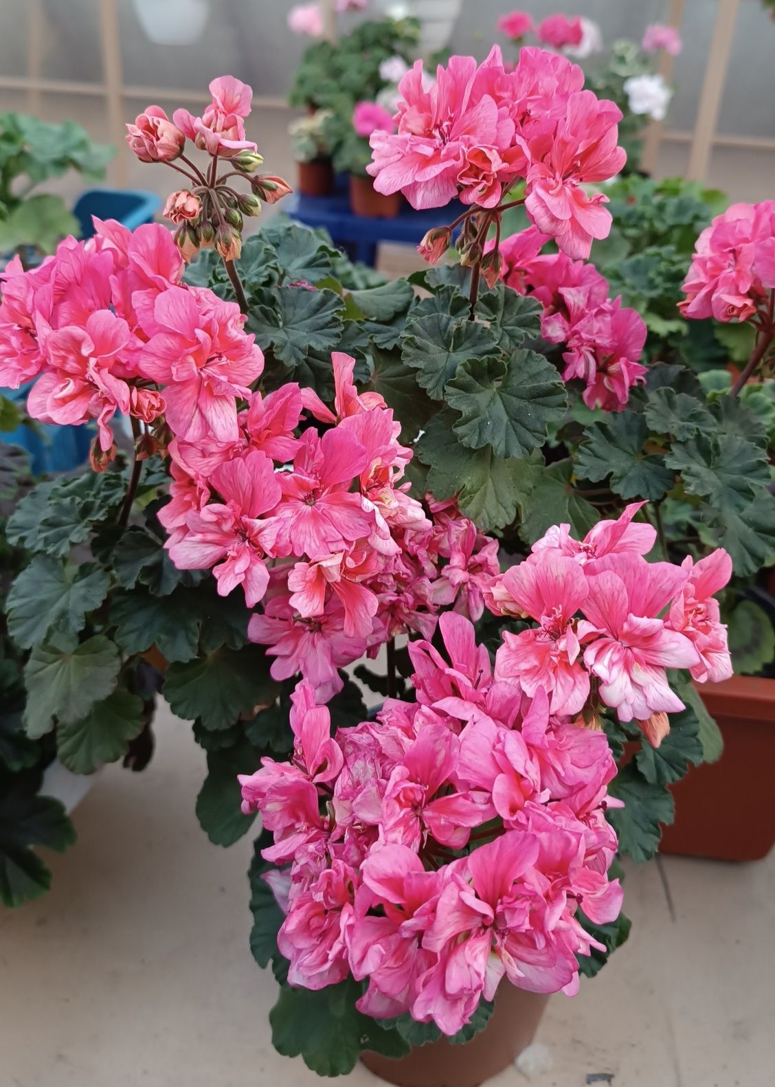 Пеларгонія   Davinia ( міні)