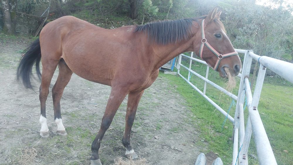 Cavalo lusitano castrado