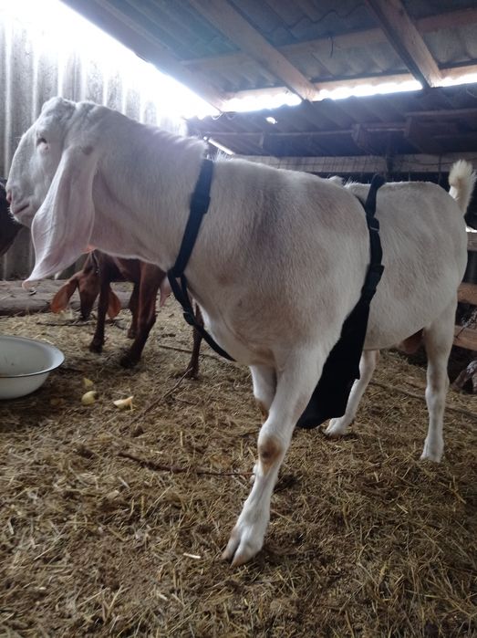 Продам козла нубо-камори или обмен