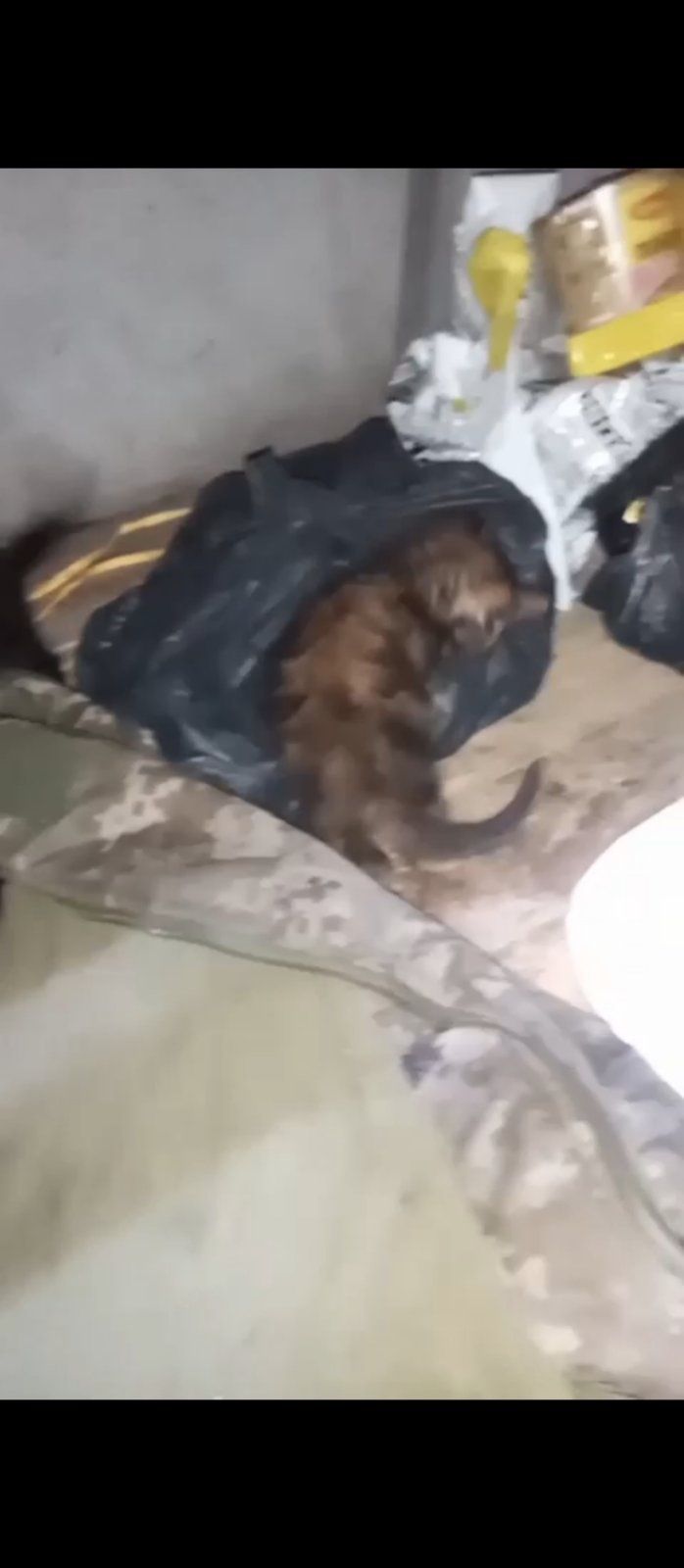 Віддам кошенят в добрі руки