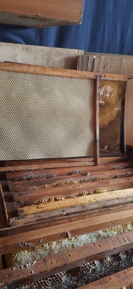 Продам рамки пчелиные суш, медовые в хорошем состоянии от продажи пчел