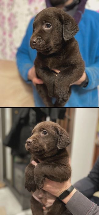 Шоколадний лабрадор