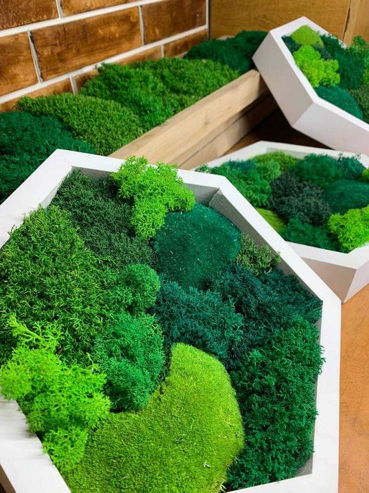 Мох у сотах, соти з мохом,декор з моху, стабілізований мох