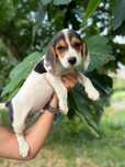 Beagle femea  disponivel