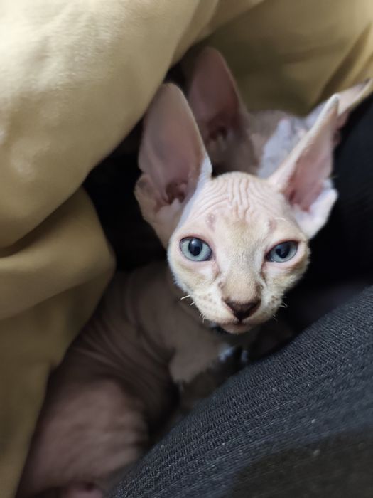 Кішечка Канадського сфінкса