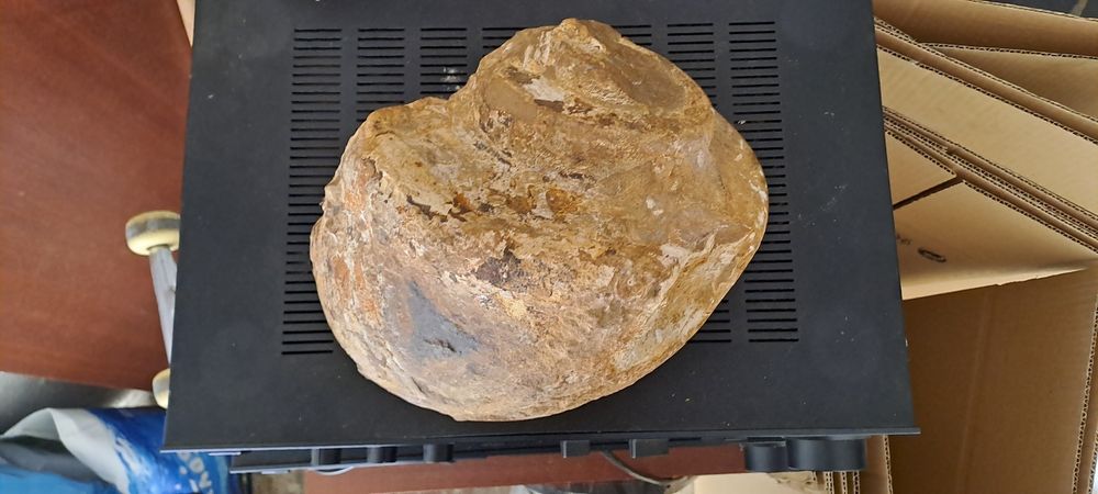 Concha Fozilizada
