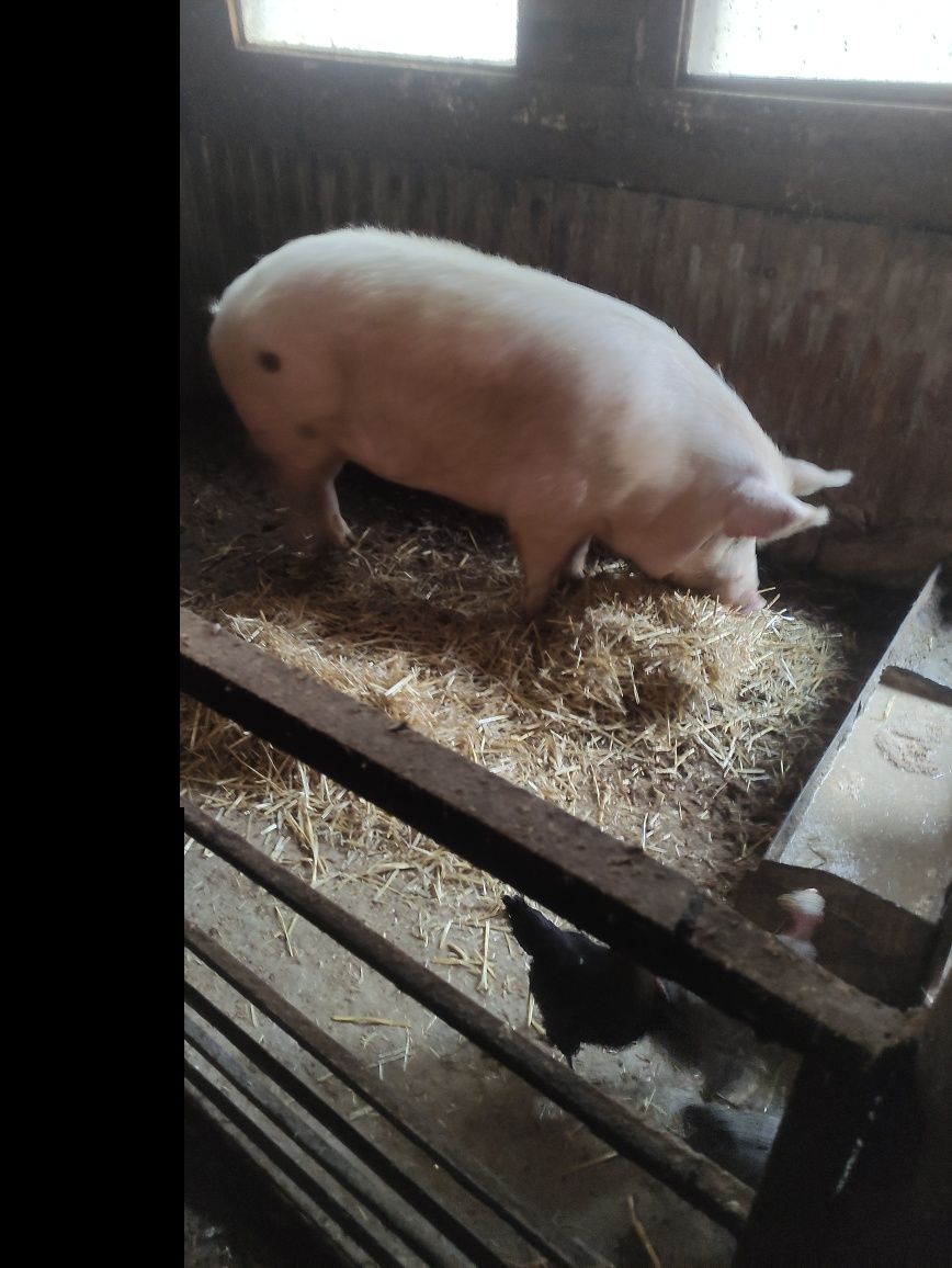 Продам свинью живым весом