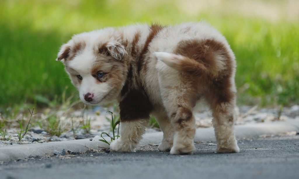 Piesek miniaturowy owczarek amerykański ZKwP/FCI red merle