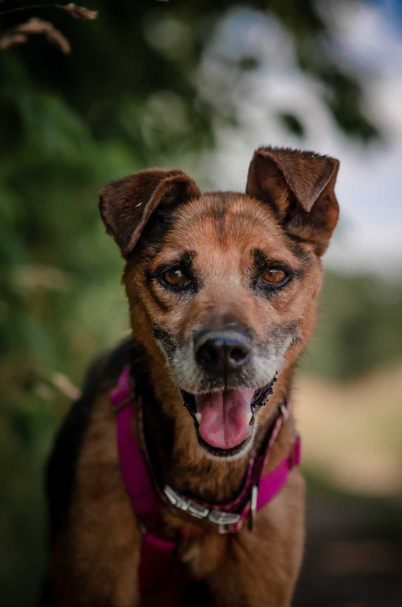 Thor - dzielny psiak szuka spokojnego miejsca na ziemi ADOPCJA