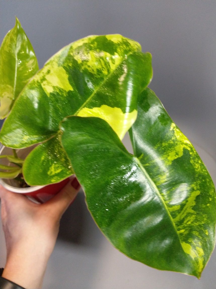 Philodendron Burle Marx Variegata