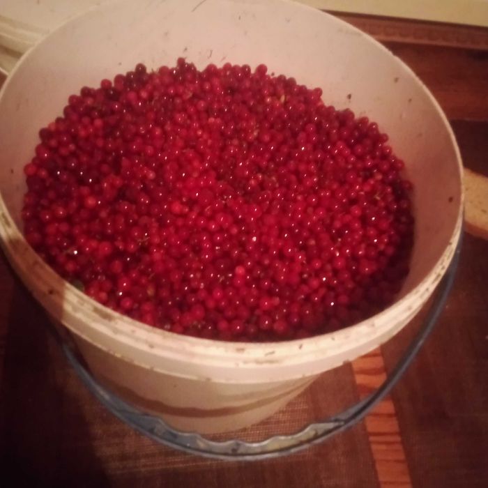 Продам ягоди брусниці, горобину калину