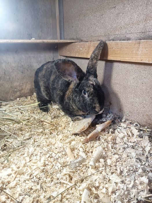 Młode króliki rasy rex