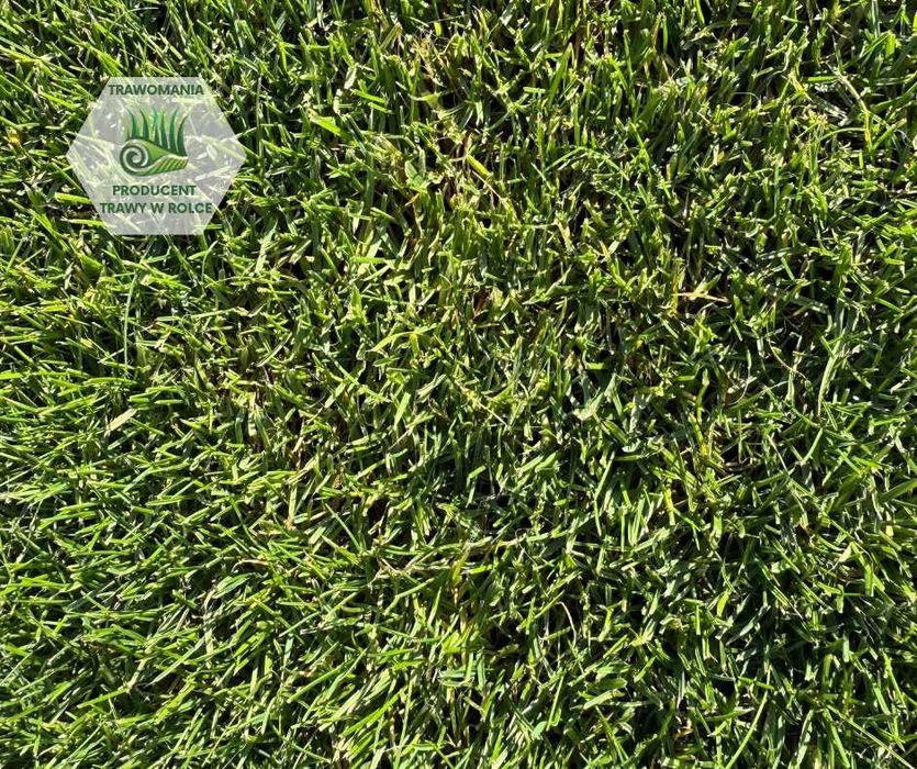 *** TRAWOMANIA - najlepsza trawa z rolki na Śląsku ***