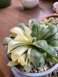HAWORTHIA heidelbergensis variegated, Grey Ghost,
