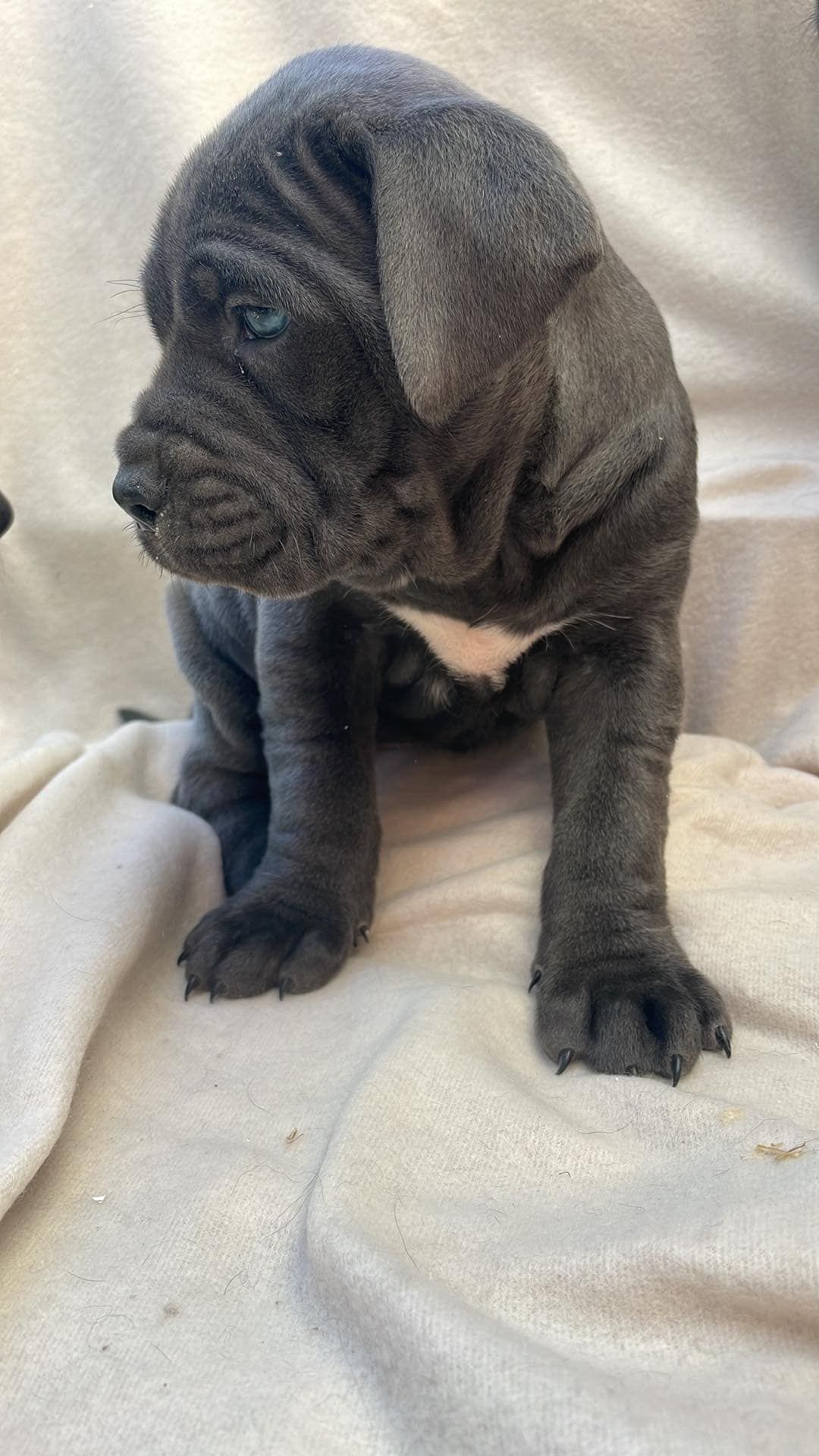 Cane Corso Piękna Suczka