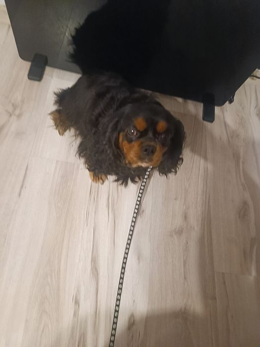 Cavalier King Spaniel sunia