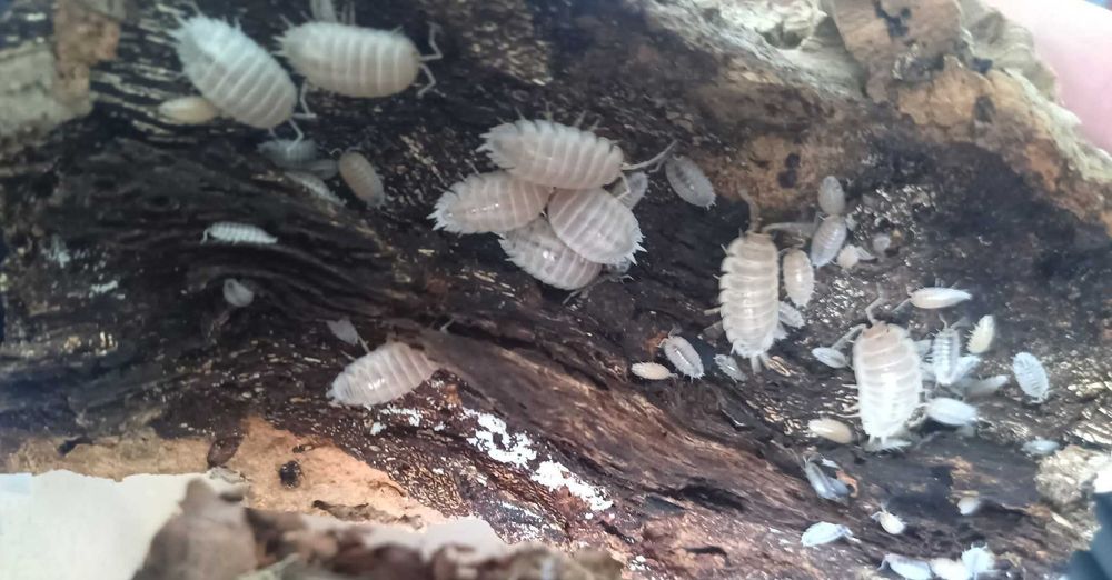 Porcelio laevis white isopody