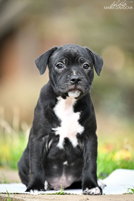 Дуже веселий і кумедний стаффі хлопчик