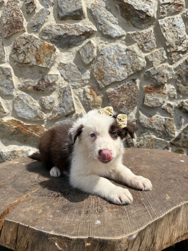 Border collie castanha