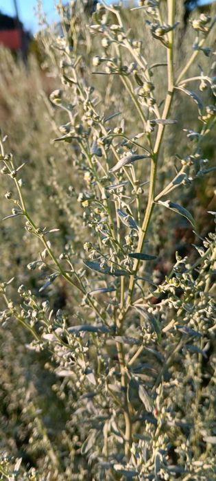 Ziele bylicy piołun 1KG Eko(suszone) CZYSTA NATURA