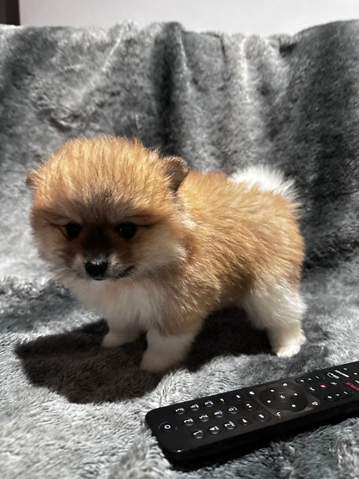 Spitz alemão  macho