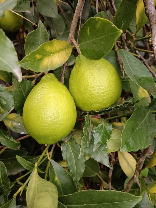 Iimas fruto vários kilos