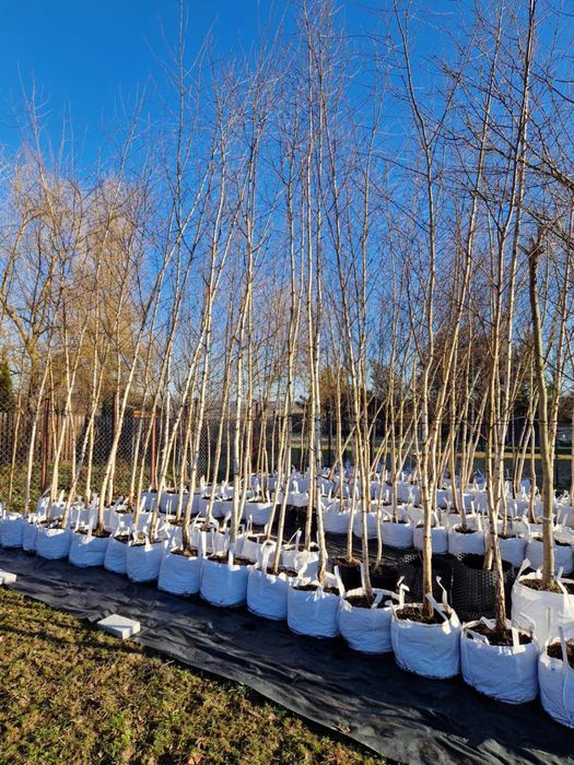 Brzoza brodawkowata obwód pnia 5-16 cm