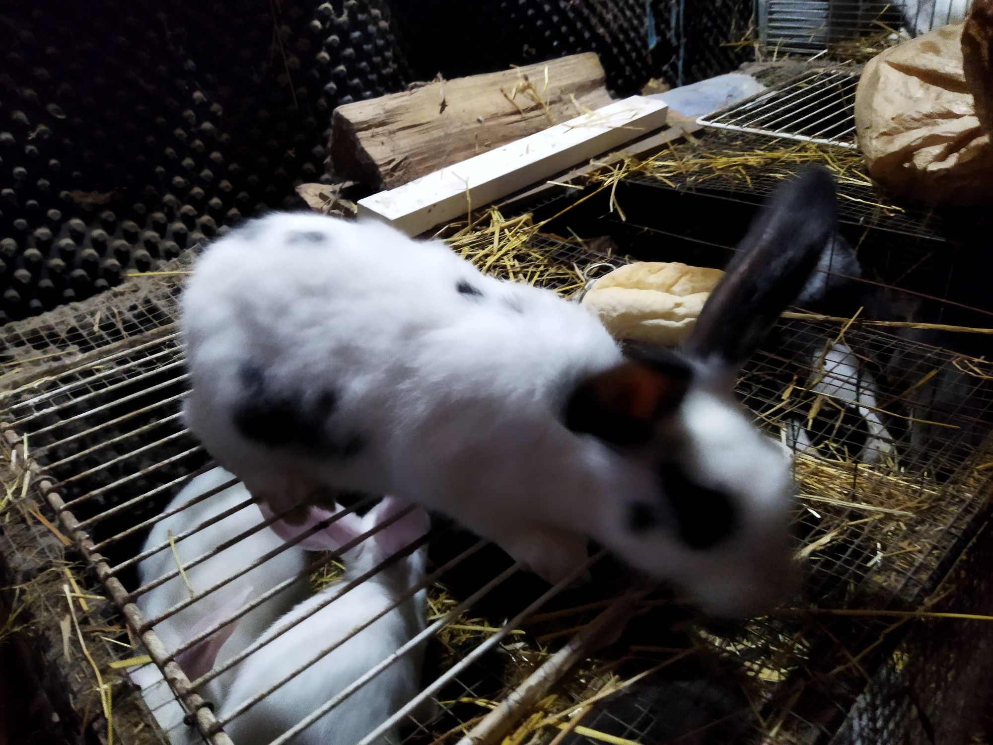 Vendo Coelhos com mais de 2 meses