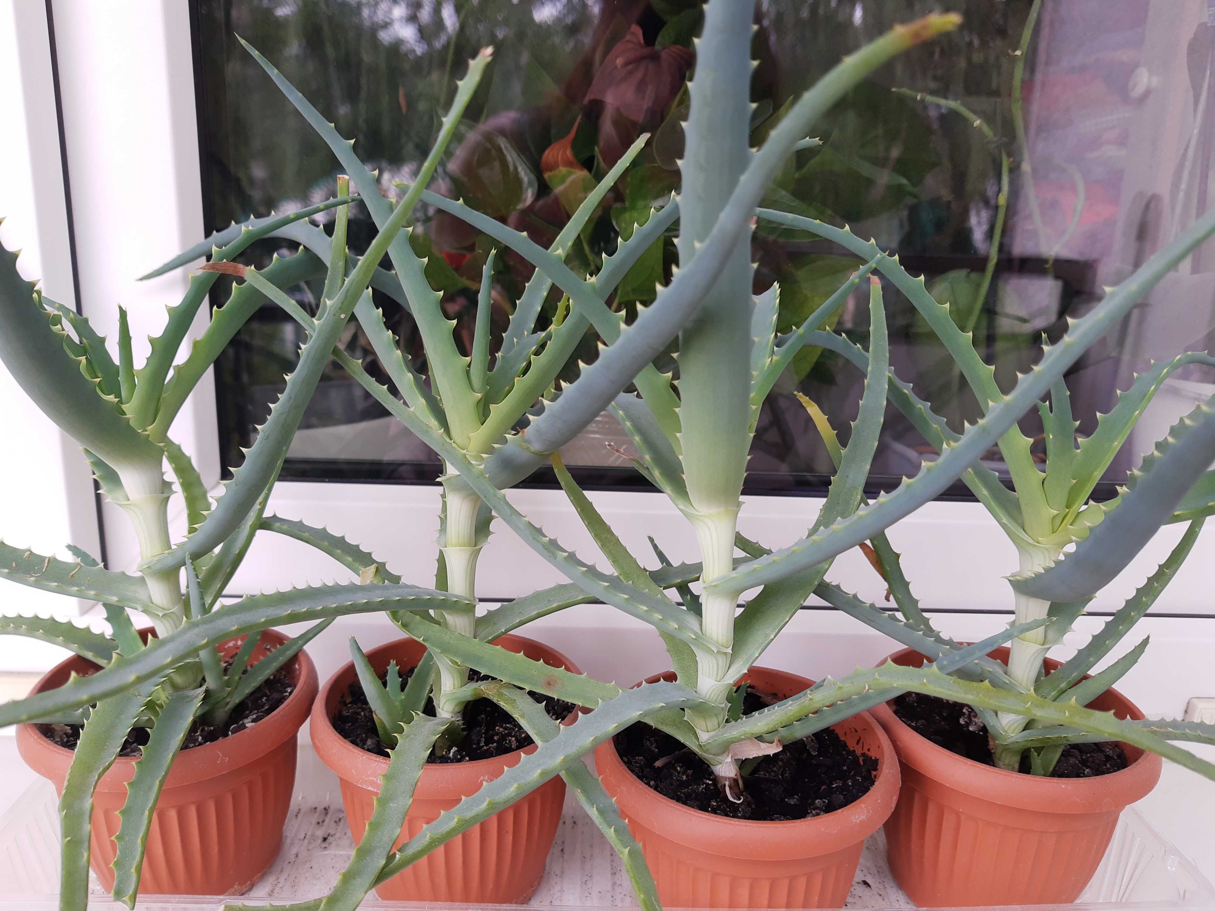 Aloes, źródło zdrowia i piękności.