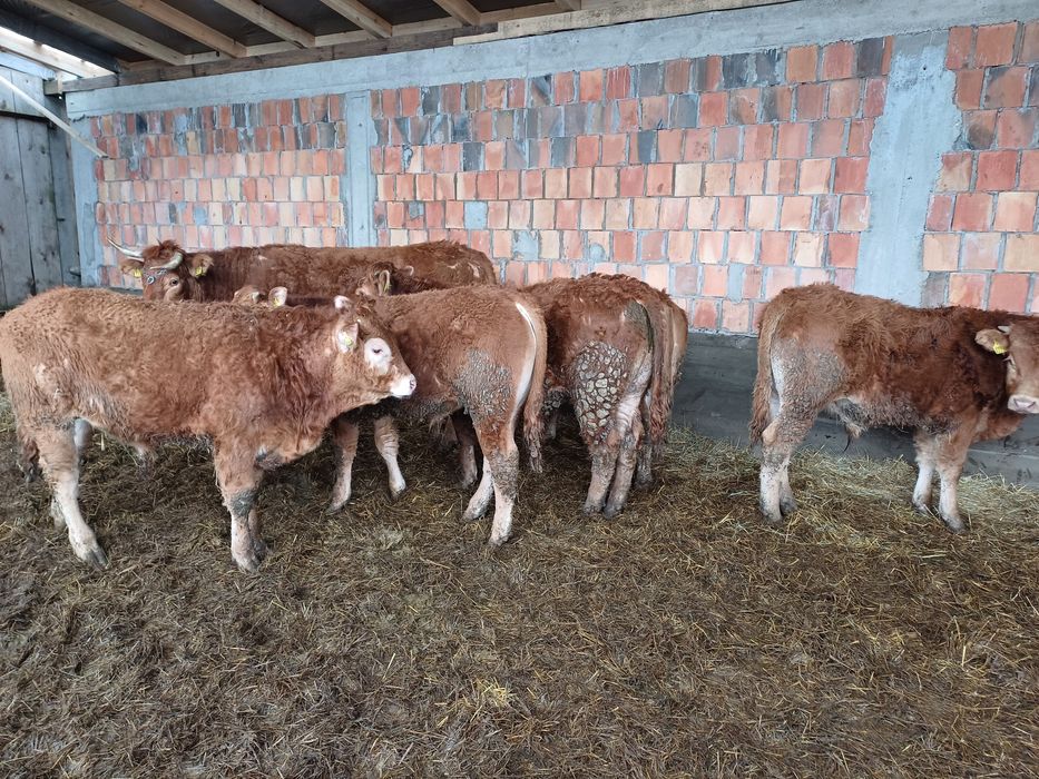 Byczki odsadki limousine LM I MM 60szt