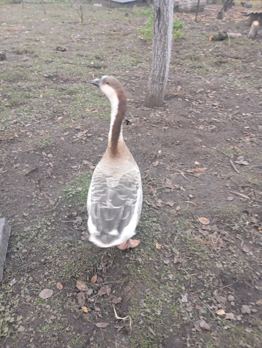 Продаю пару гусей