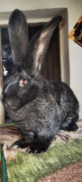 Sprzedam króliki olbrzym belgijski