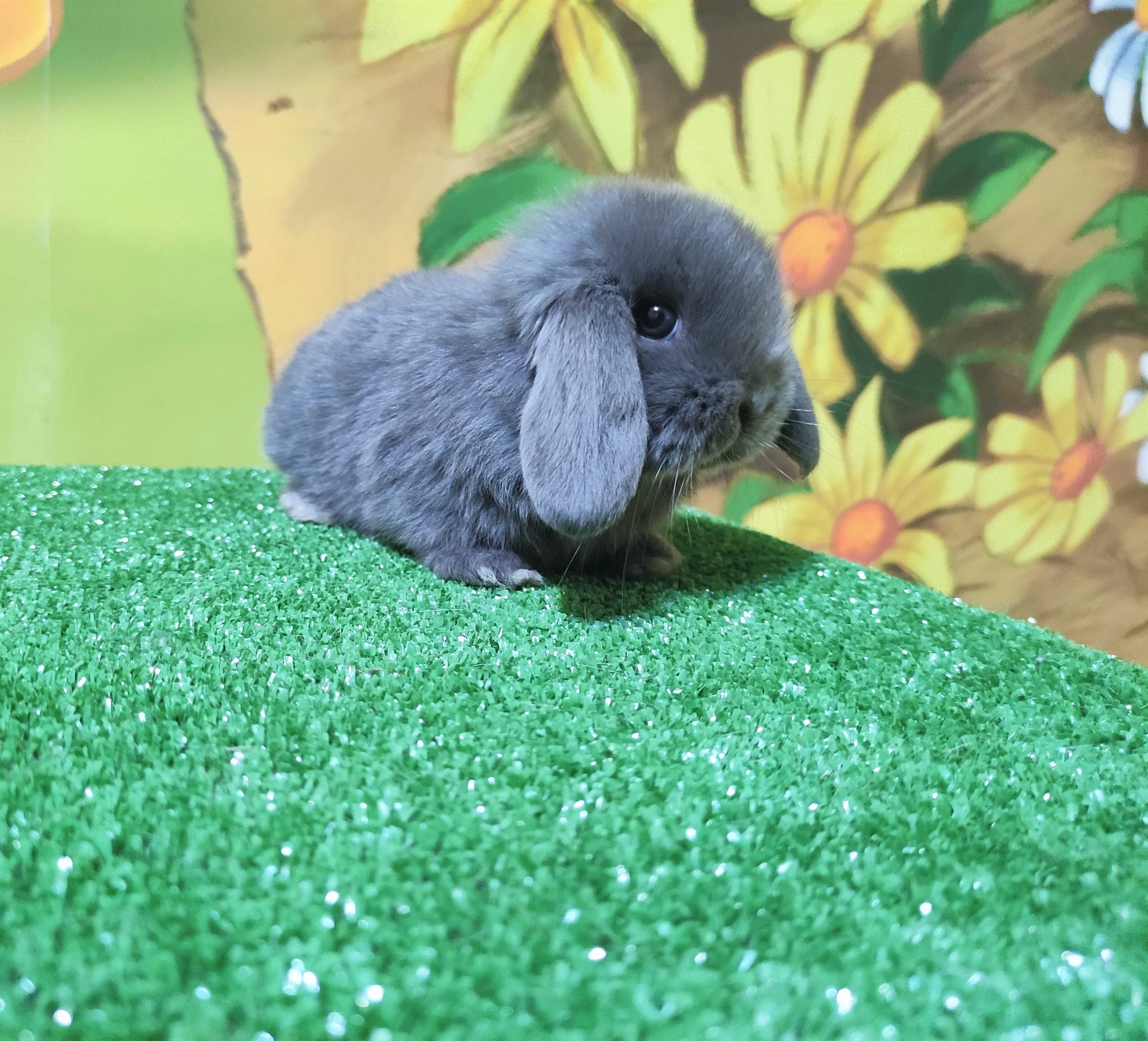 PIĘKNY Mini Lop  NIEBIESKI królik baranek miniaturka  teddy szary