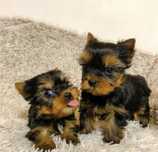 Yorkshire  Terrier menina