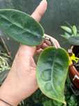Hoya hoja megalaster wielkokwiatowa, cięta sadzonka