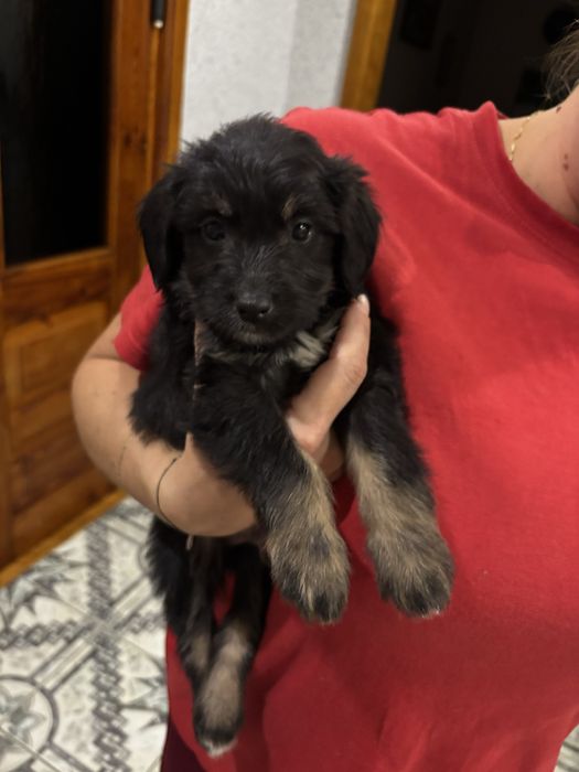 Oddam Śliczne pieski