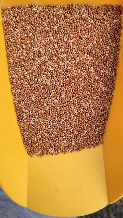 Proso czerwone dla ptaków 25 kg