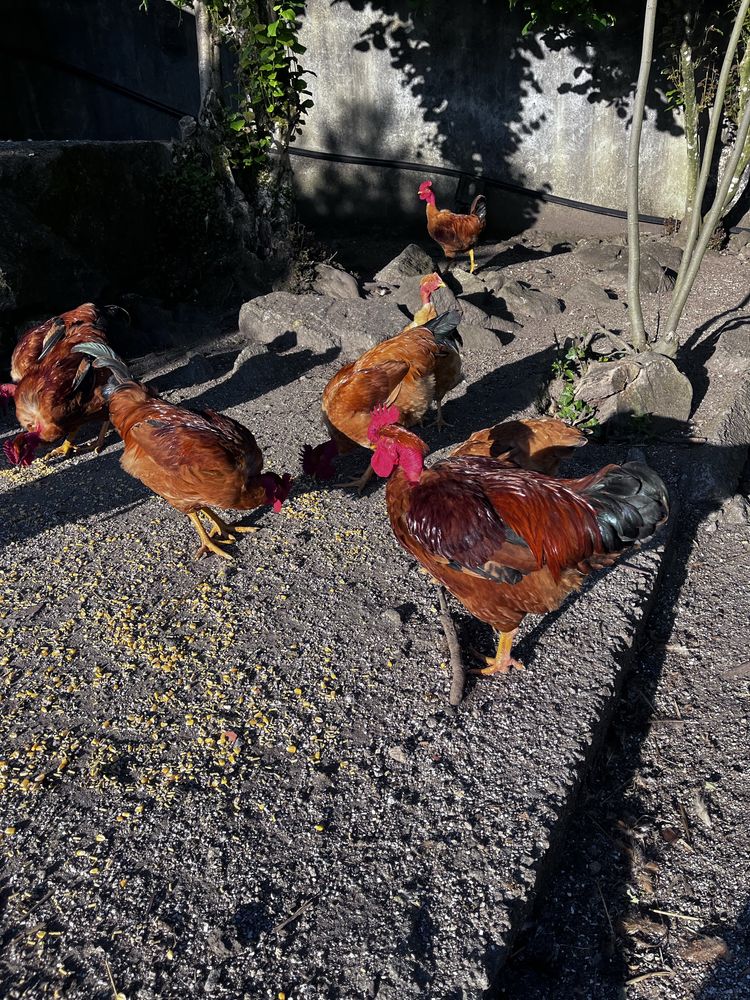 Galos ( caseiros ).