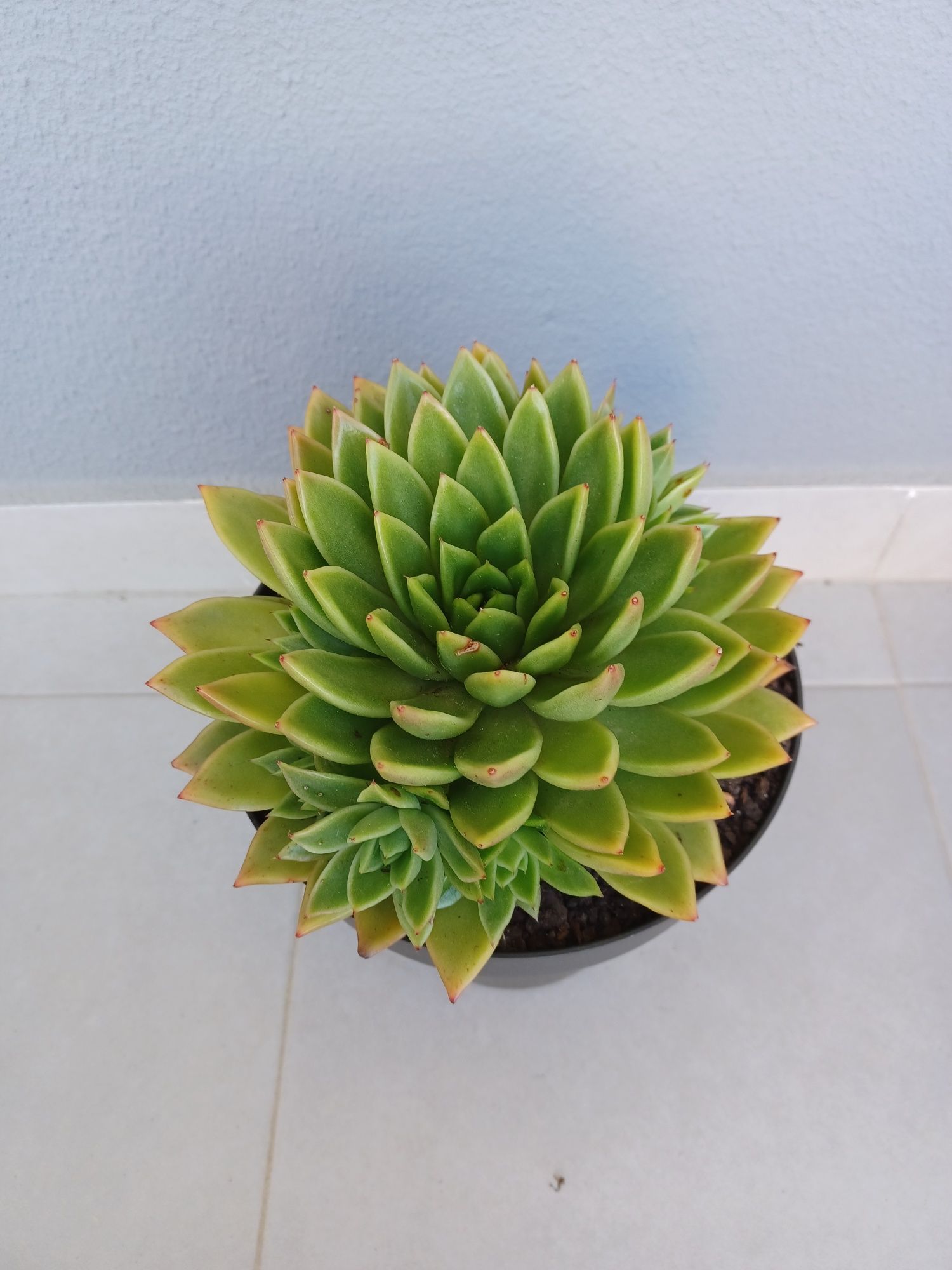 XL - Cactus Gigante - Echeveria Estrela