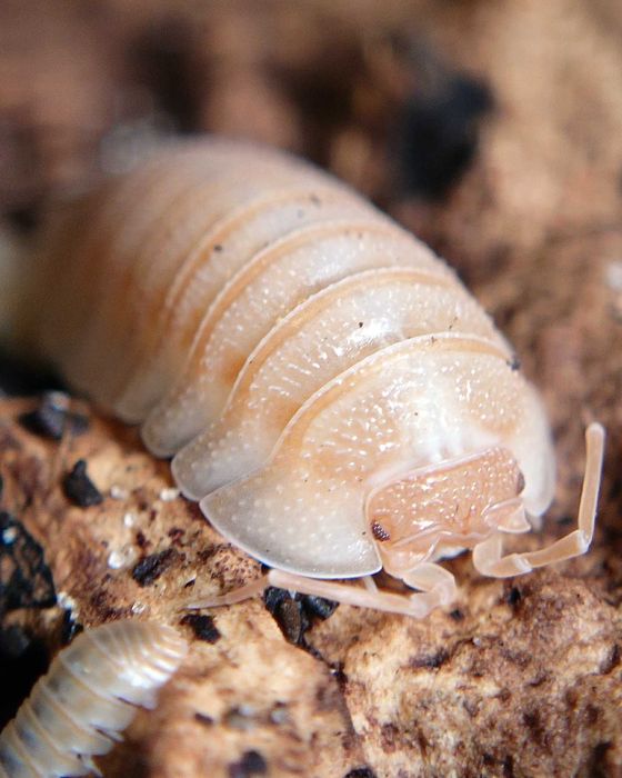 Armadillidium pallasii "Orange", isopody, 10 szt.