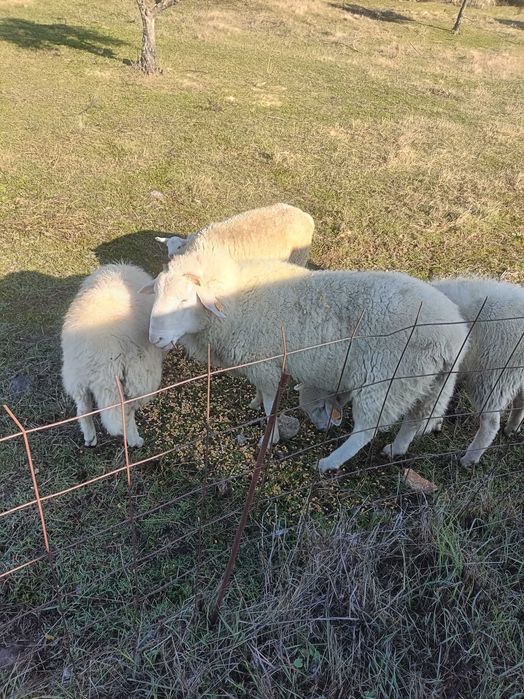 Carneiro com dois anos