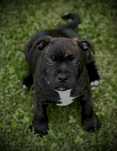 Staffordshire bull terrier,Staffik